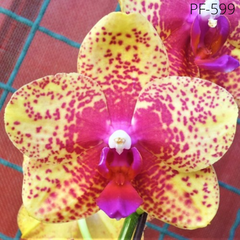 Орхидея  Фаленопсис  Россыпь лучей  размер 1.7