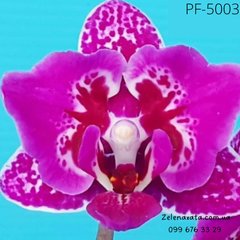 Орхидея Фаленопсис Малиновый закат Crimson Sunset  размер 1.7