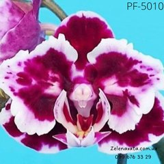 Орхидея Фаленопсис Моя Принцесса  My Princess размер 1.7