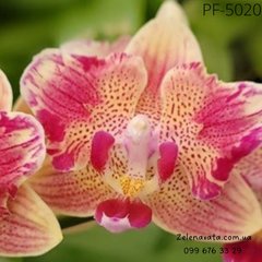 Орхидея Фаленопсис OX Dazzle размер 1.7