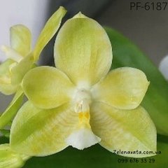 Орхидея № 6187  размер 1.7