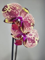 Орхидея Phal. 1 ветка 12 горшок 55 см