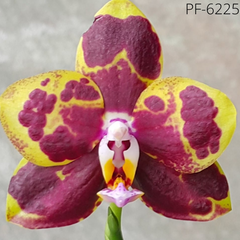 Орхидея Фаленопсис P. (Lioulin Venus x Zheng Min Muscadina) размер 1.7