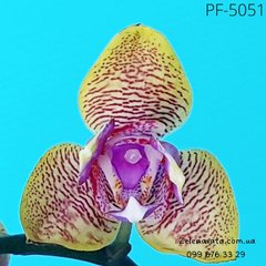 Орхидея бабочка Belinda размер 1.7