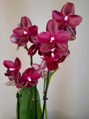 Орхидея Phal. Sogo Relex 12 горшок 45 см