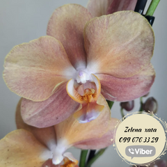 Орхидея Phal. 1 ветка 12 горшок 45 см