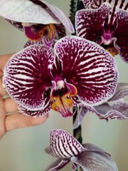 Орхидея Phal. 1 ветка 12 горшок 65 см