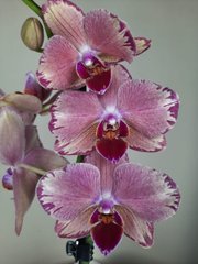 Орхидея Phal.Пират Пикоти Pirate Pikotee 1 ветка 12 горшок 55 см