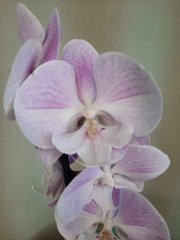 Орхидея Phal. 1 ветка 12 горшок 65 см