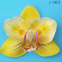 Орхидея Фаленопсис Этери размер 1.7