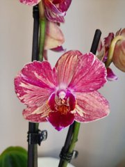Орхидея Phal. 2 ветки 12 горшок 50 см