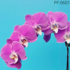 Орхидея Фаленопсис  Saone размер 1.7