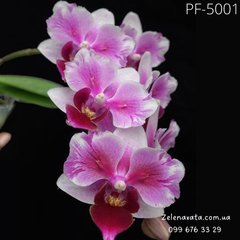 Орхидея Фаленопсис Dtps. Fullers Miss  размер 1.7