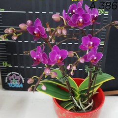 Орхидея Phal. Sogo Yenlin 'Coffee' variegata размер 3.0