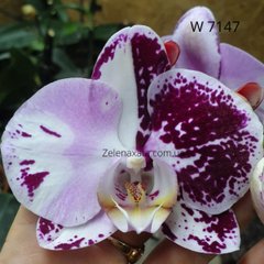 Орхидея Альбинос Phalaenopsis Albino W 7147 размер 1.7
