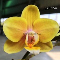 Орхидея Жоржина Phalaenopsis Zhorzhina CYS154 размер 1.7