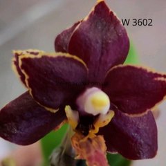Орхідея Есмі Phalaenopsis Esmee W 3602 розмір 1.7