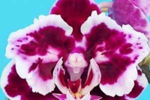 Наша прелесть ,прекрасная новинка !!! Орхидея бабочка  Phalaenopsis My princess