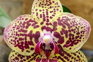Орхидея  Phalaenopsis  Borneo (Phalaenopsis Ark’s Green Angel-Phalaenopsis Chia E Yeline) × Phalaenopsis Sin Yaun Golden Beauty)