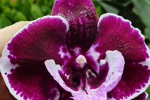 Ура ! Началось цветение Орхидея биг лип Phalaenopsis Sexy Venus Dark Flannel
