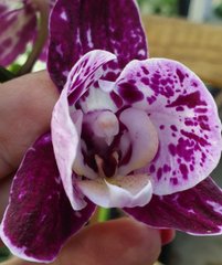 Орхидея Phalaenopsis NO NAME 3633 размер 1.7, 1.7