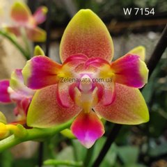 Орхидея бабочка Принцесса Phalaenopsis Princess W 7154 размер 1.7
