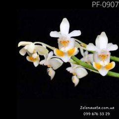 Орхідея Фаленопсис P. gibbosa розмір 1.7