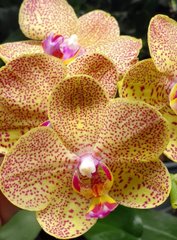 Орхидея Phalaenopsis NO NAME W 10038 размер 1.7, 1.7