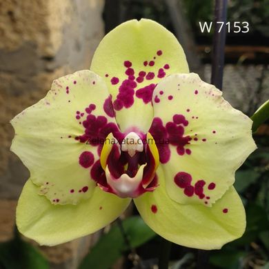 Орхидея бабочка Албуфейра Phalaenopsis Albufeira W 7153 размер 1.7