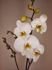 Орхидея Phal. 1 ветка 12 горшок 65 см