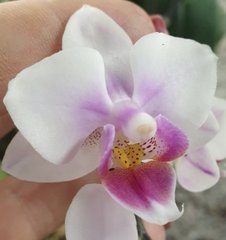 Орхидея W 3981 Phal. горшок 1.7 не цветущая, 1.7