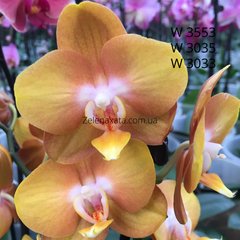 Орхидея Лас Вегас Phalaenopsis Las Vegas W 3553, W 3035, W 3033 размер 1.7