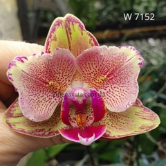 Орхідея метелик Пірат Пікоті Phalaenopsis Pirate Picotee W 7152 розмір 1.7