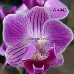 Орхидея Беата Phalaenopsis Beata W 4043 размер 1.7