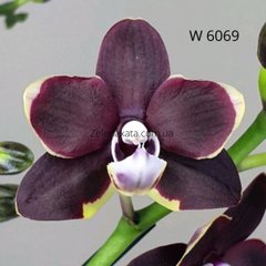 Орхідея Чорний шоколад Phalaenopsis Black chocolate W 6069 Розмір 1.7
