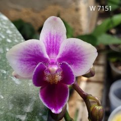 Орхідея Яскрава липа Phalaenopsis Bright linden W 7151 Розмір 1.7