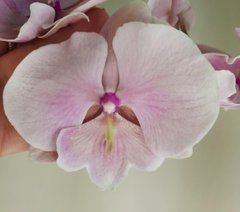 Орхидея Phal. 1 ветка 12 горшок 65 см