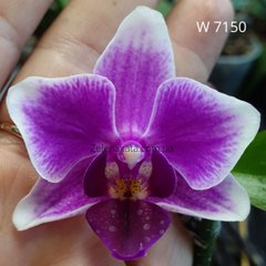 Орхидея Малиновая капля Phalaenopsis Raspberry drop W 7150  размер 1.7
