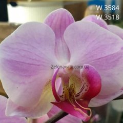 Орхидея Нежная Нелли Phalaenopsis Gentle Nelly W 3584 , 3518 размер 1.7
