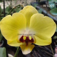 Орхідея Принцеса Жизель Phalaenopsis Princess Giselle W 6009 розмір 1.7