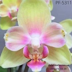 Орхидея Фаленопсис Чистая Лили Pure Lily размер 1.7