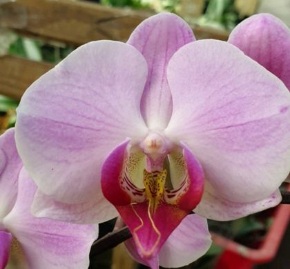 Орхидея Нежная Нелли Phalaenopsis Gentle Nelly W 3584 , 3518 размер 1.7