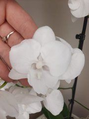 Орхидея Phal. 1 ветка 12 горшок 65 см