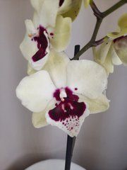 Орхидея Phal. 1 ветка 12 горшок 55 см
