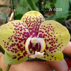 Орхидея Осенняя паутинка Phalaenopsis Gossamer W 6008 размер 1.7