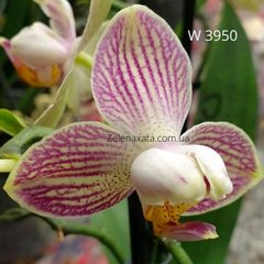 Орхидея пелорик Турин Phalaenopsis Turin W 3950 размер 1.7