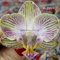 Орхидея Турин Phalaenopsis Turin W 3951 размер 1.7