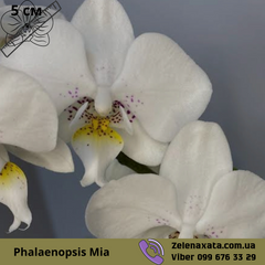 Орхідея Мія Phalaenopsis Mia Горщик 12 см, висота орхідеї 45 см, розмір квітки 5 см, одна гілка, аромату немає, мультифлора.