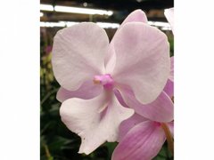 Орхидея не цветущая W 5192 Phal. горшок 1.7, 1.7