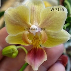 Орхидея Санни Смелл Phalaenopsis Sunny Smell W 7155 размер 1.7, 1.7, Желтый
